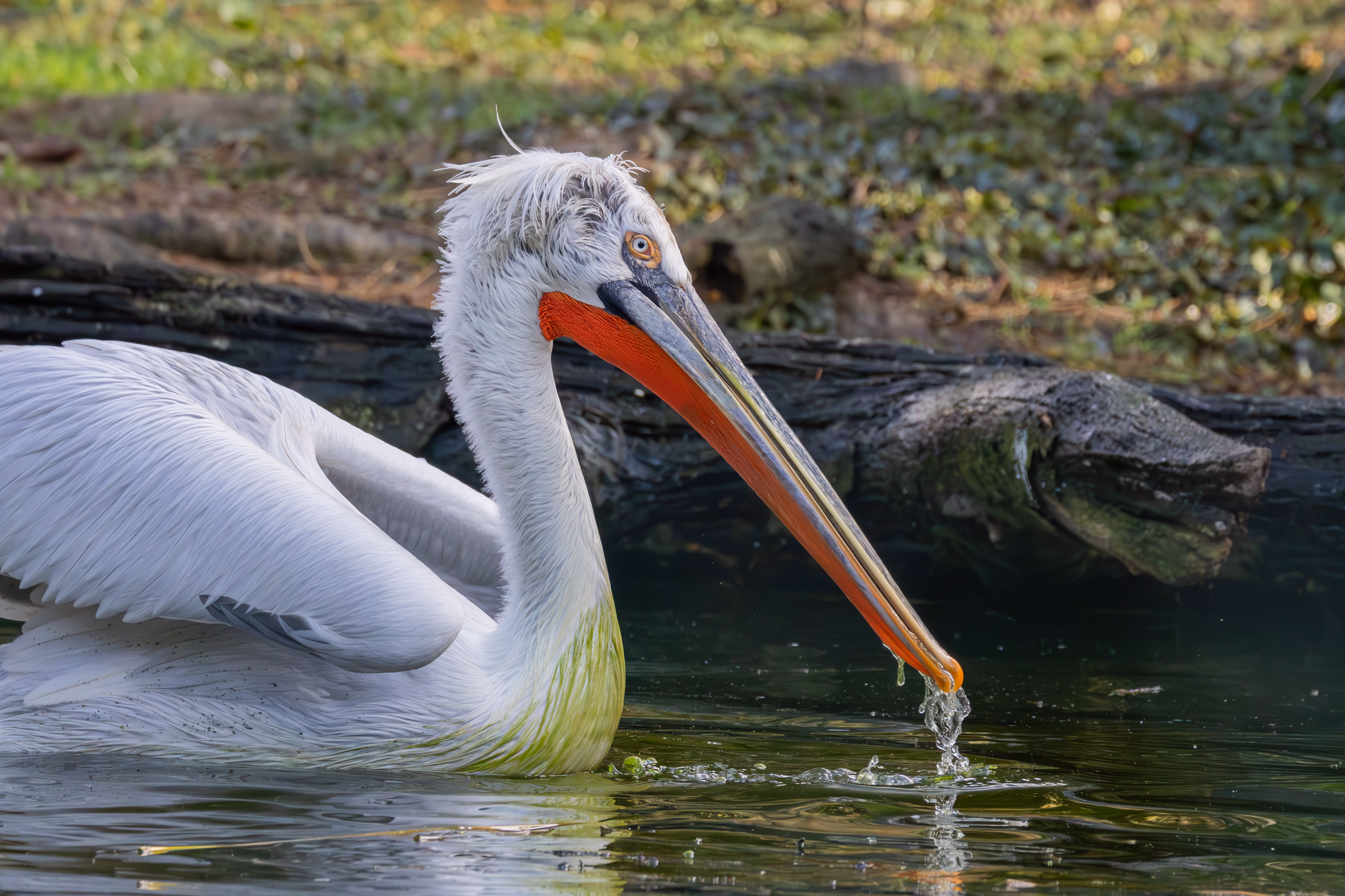photographie prise au zoo de Mulhouse